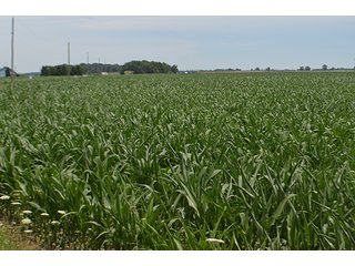 Property photo 133 - LAND AUCTION - 215+/- ACRES OFFERED IN 6 TRACTS IN VAN WERT COUNTY, OHIO
